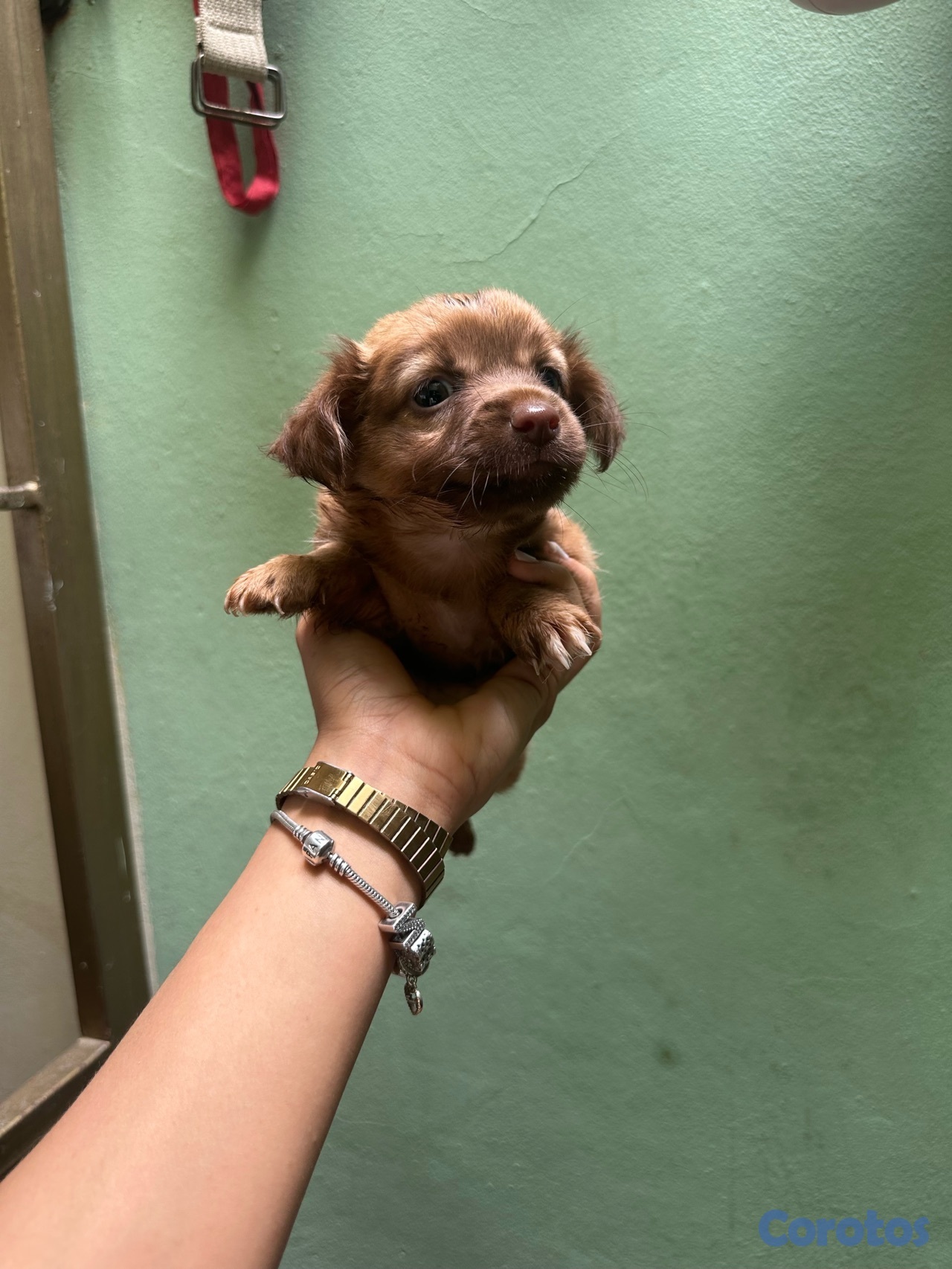 animales y mascotas - Chihuahua Mariposa 1
