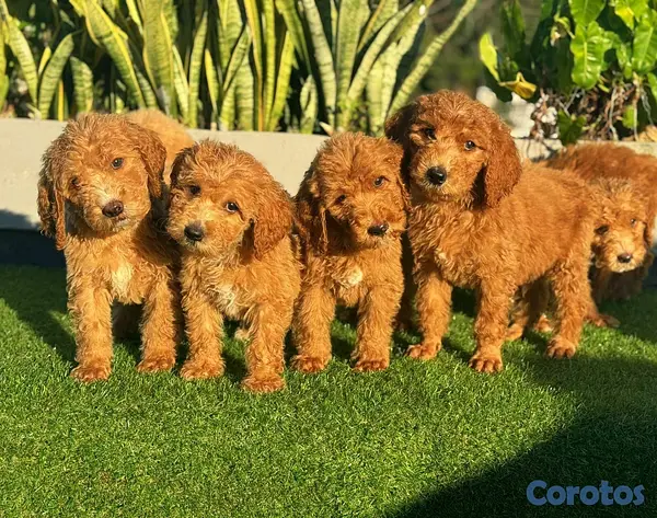 animales y mascotas - hermosos Cachorros goldendoodle 3