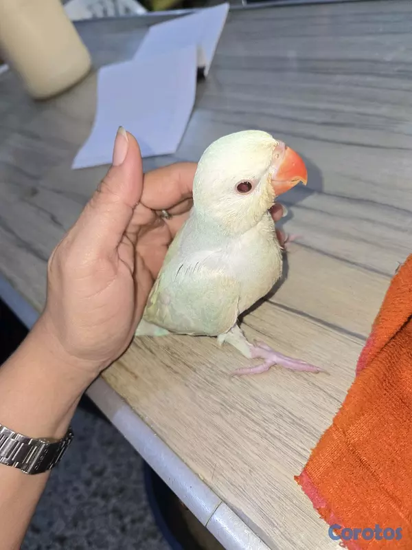 animales y mascotas - Gran variedad  6