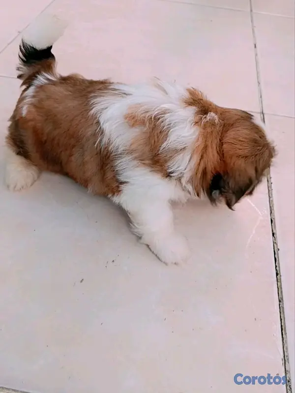 animales y mascotas - cachorro  2