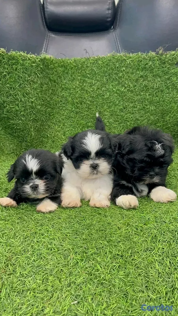 animales y mascotas - hermosos cachorritos de shitzu toy  5