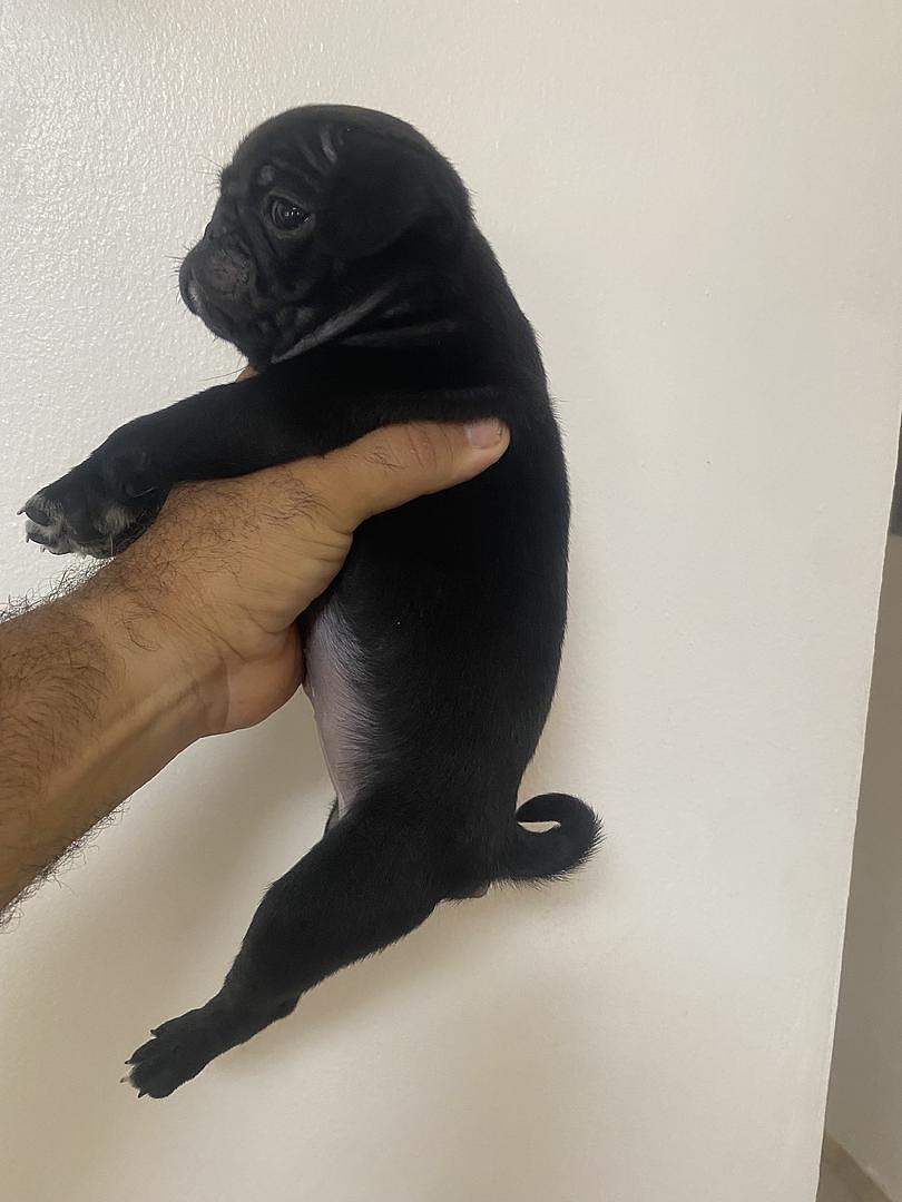 animales y mascotas - en Santiago cachorro de pug macho  2
