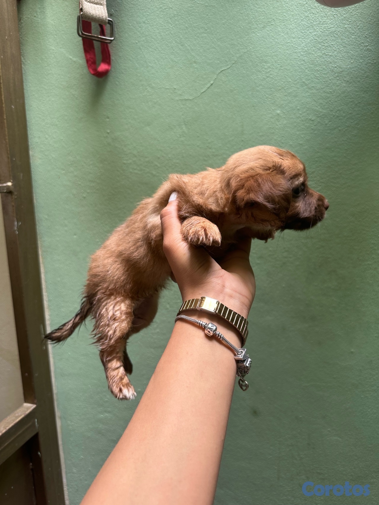 animales y mascotas - Chihuahua Mariposa 2