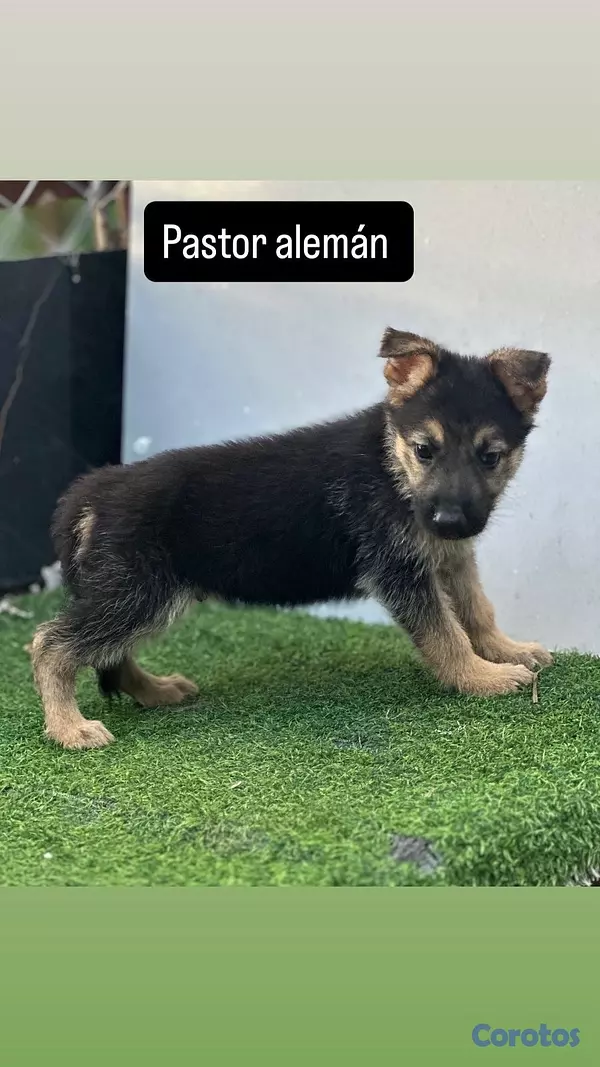 animales y mascotas - variedad de cachorro  12