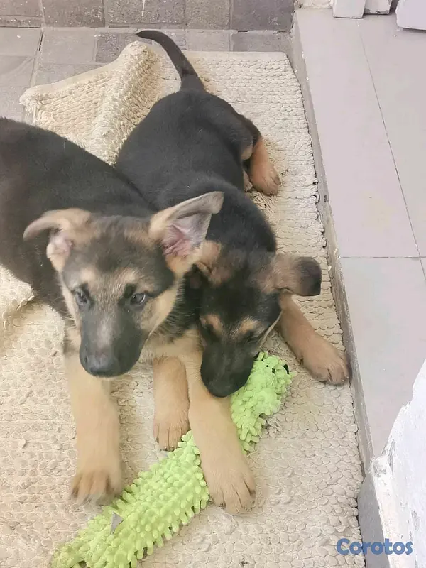 animales y mascotas - hermosos Cachorros pastor alemán  2