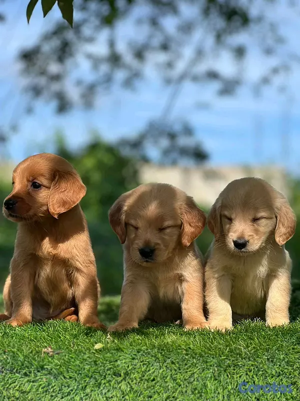 animales y mascotas - hermosos Cachorros golden retriever  4