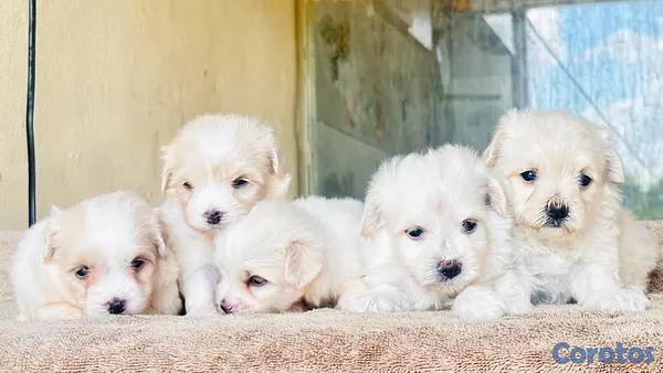 animales y mascotas - Bichón maltés  2