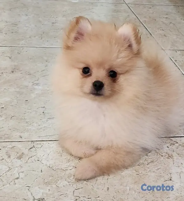 animales y mascotas - PERRO POMERANIA MACHO  2
