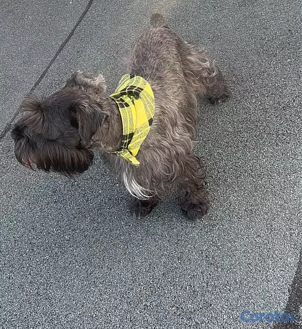 animales y mascotas - Monta Schnauzer mini 35 cm altura  4