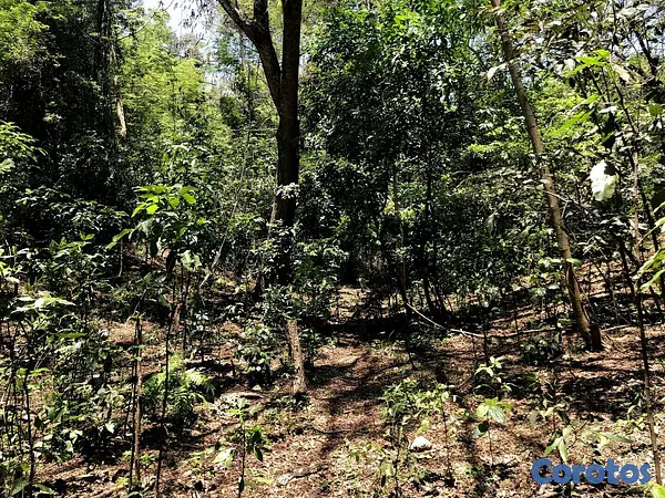 solares y terrenos -  VENDO SOLAR / TERRENO EN NIGUA SAN CRISTOBAL 9