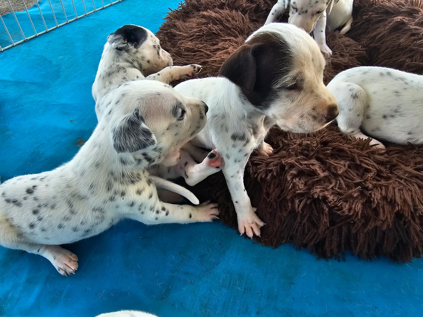 animales y mascotas - Dalmatas Macho y Hembra 0