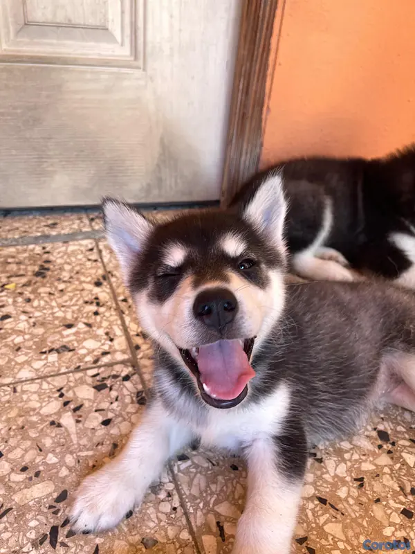 animales y mascotas - Husky Siberiano 10
