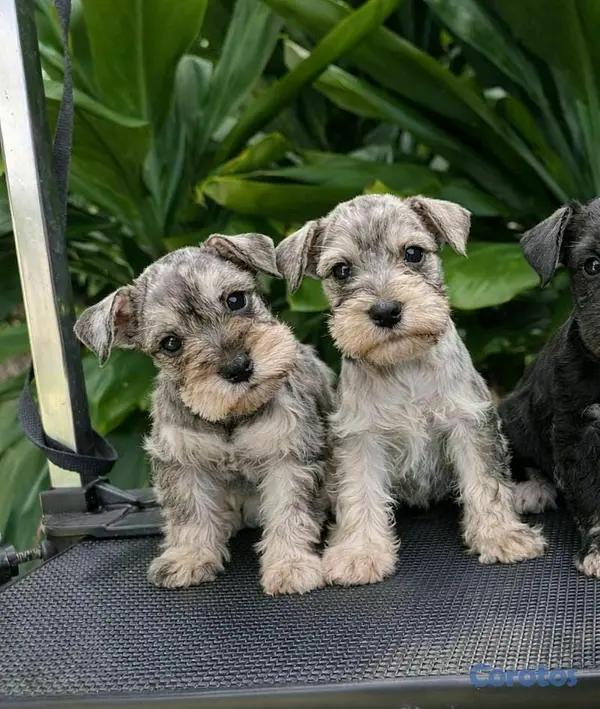 animales y mascotas - hermosos cachorritos de snauzer  2