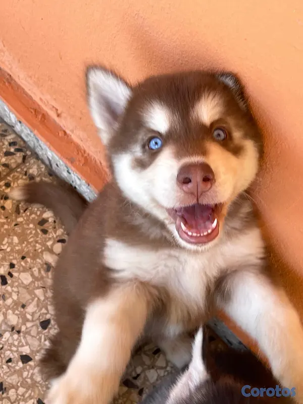 animales y mascotas - husky Siberiano 2
