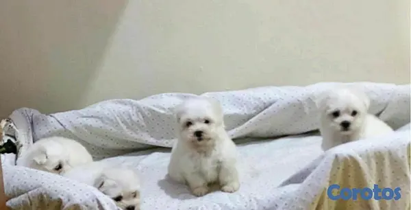 animales y mascotas - Hermosos Cachorros Maltes toy  2