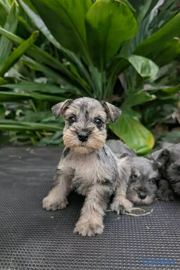 animales y mascotas - hermosos cachorritos de snauzer  3
