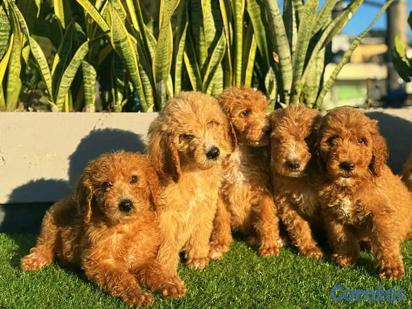 animales y mascotas - hermosos Cachorros goldendoodle 6