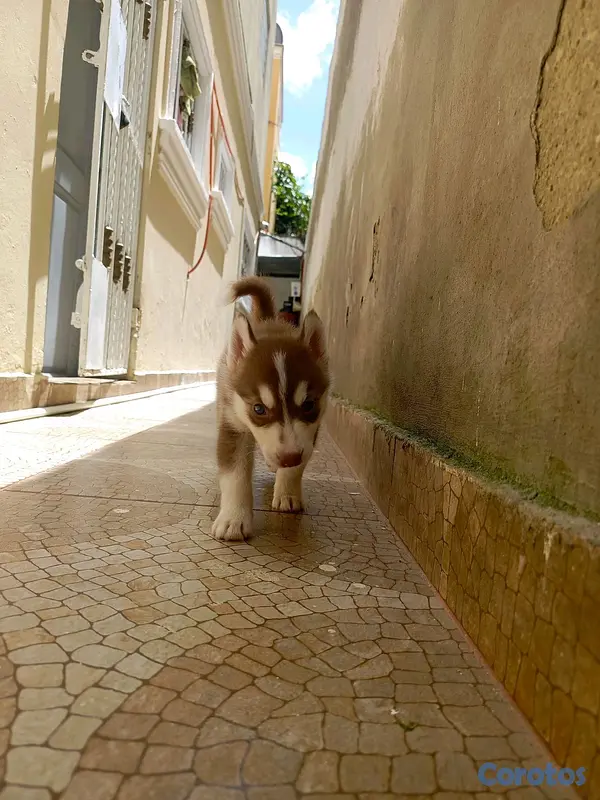 animales y mascotas - husky Siberiano  11