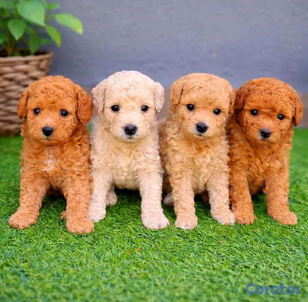 animales y mascotas - hermosos cachorritos poodle toy 2