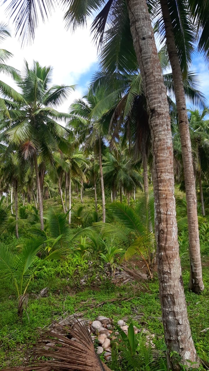 solares y terrenos - finca de coco en venta en nagua  0
