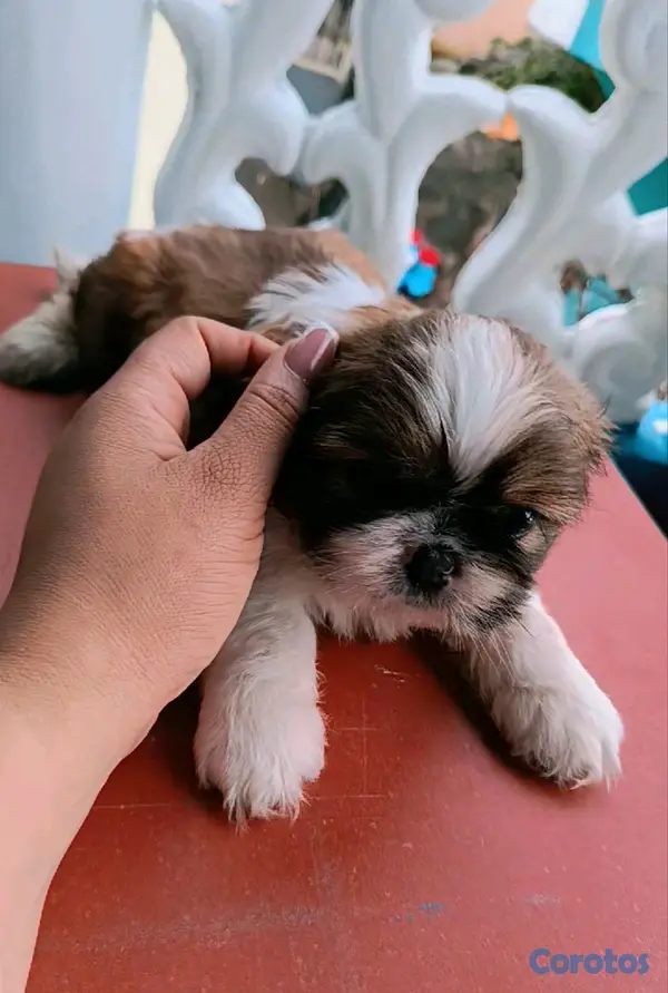 animales y mascotas - cachorro  3
