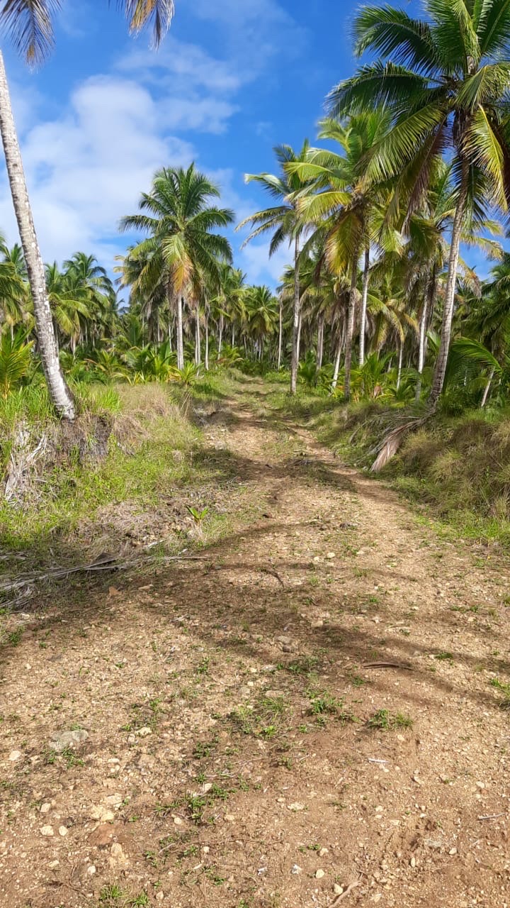 solares y terrenos - finca de coco en venta en nagua  1