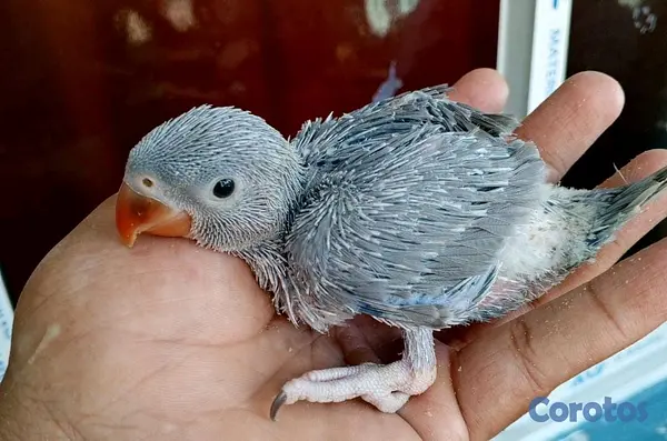 animales y mascotas - papillero de cotorra kramer gris  2