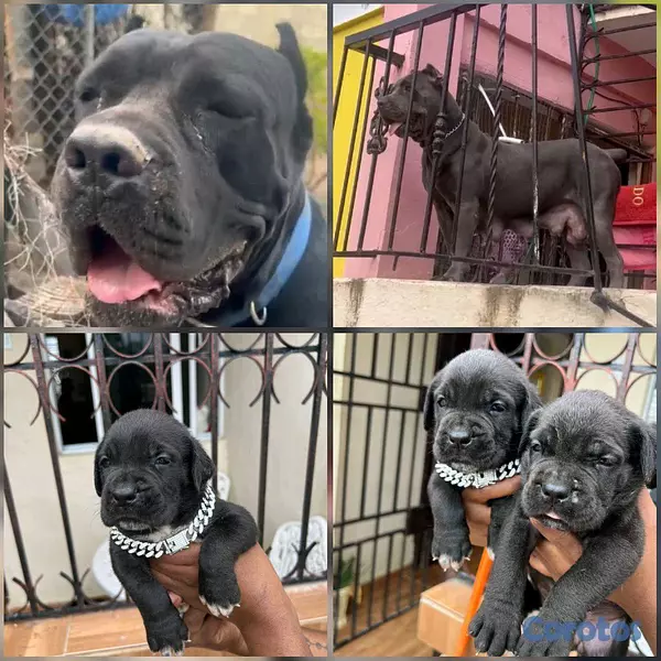 animales y mascotas - cane corso  3