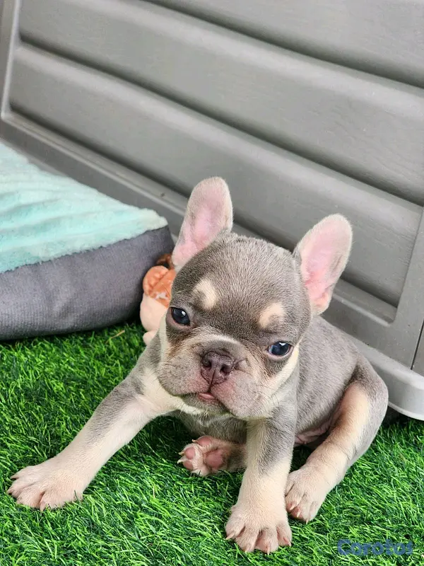 animales y mascotas - hermosos cachorritos buldog frances  8