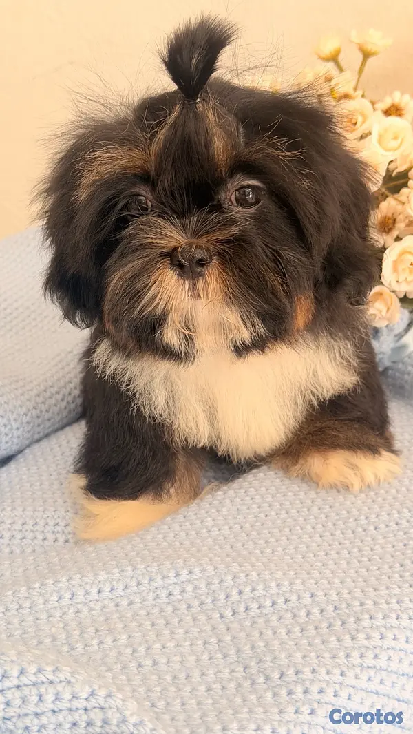 animales y mascotas - Shihtzu Macho  3