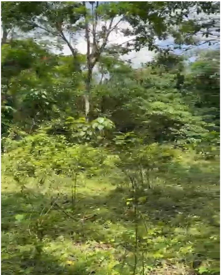 solares y terrenos -  Finca 180 tareas, CON RIO dentro en Luisa Blanca, MONTE PLATA, A 20 de la Circu 5
