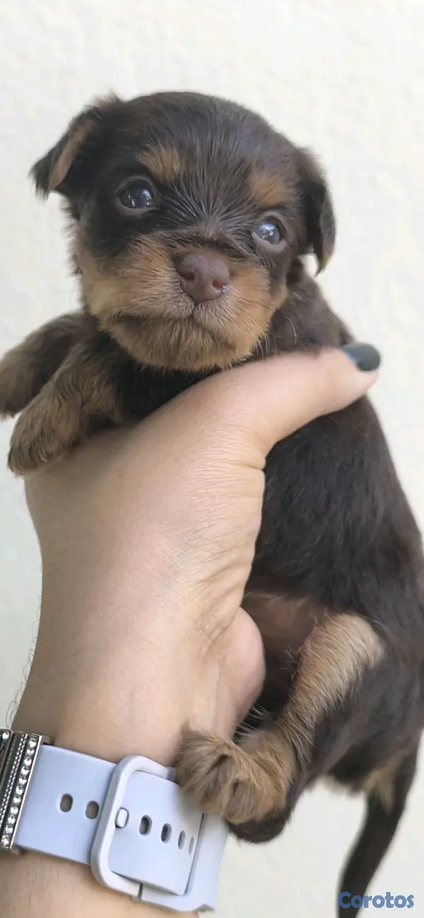 animales y mascotas -  yorkie mix 4