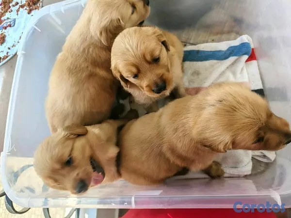 animales y mascotas - hermosos cachorritos de golden retriever  3