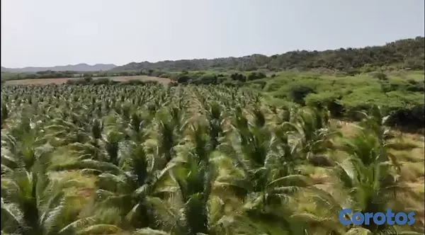 solares y terrenos - Finca de coco Enanos, Favor Solo cliente no broker 5