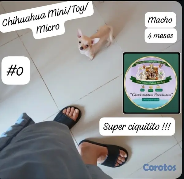animales y mascotas - Chihuahua Mini/Toy/MIcro #0 6