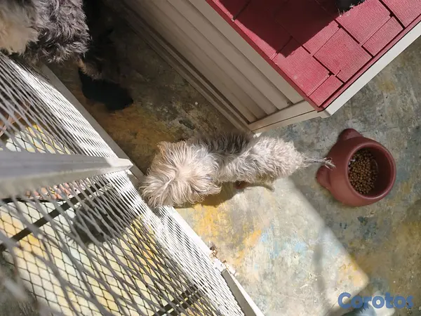 animales y mascotas -  yorkie mix 6