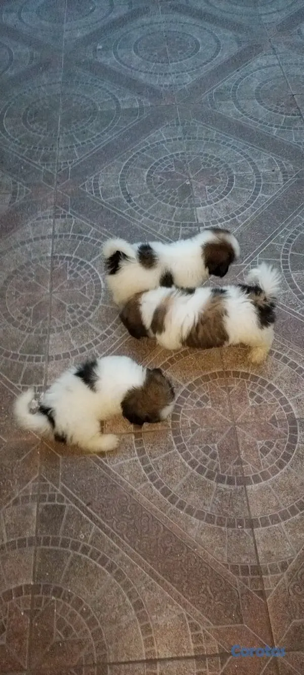 animales y mascotas - Cachorros de Shipoo 2