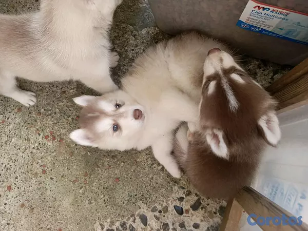 animales y mascotas - husky Siberiano  12