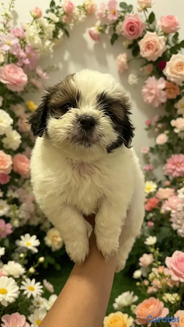 animales y mascotas - shipoo  3