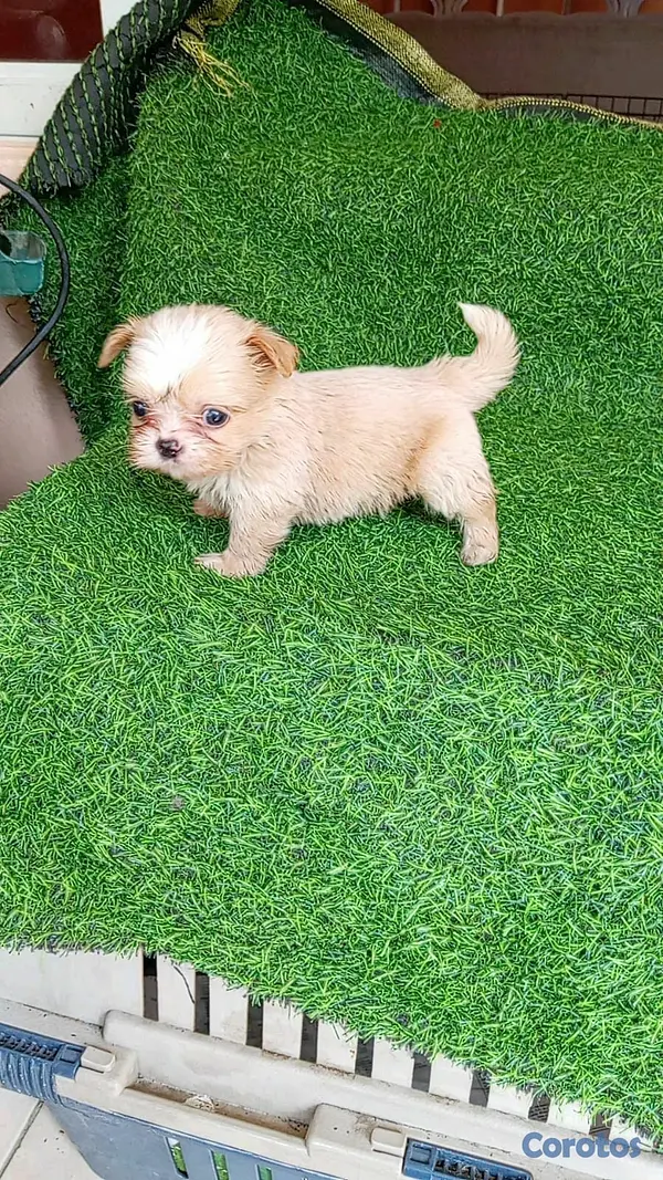 animales y mascotas - hermosos cachorritos shipoo toy 4