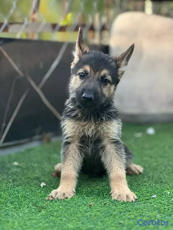 animales y mascotas - variedad de cachorro  14