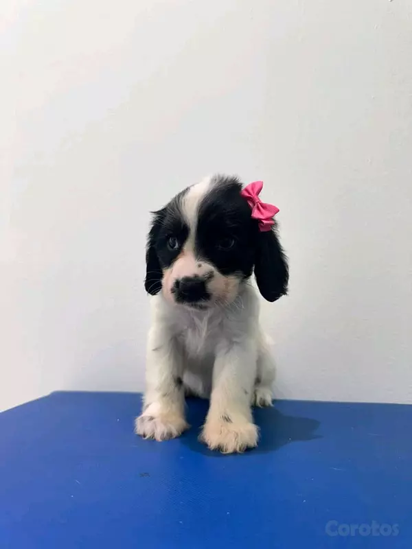 animales y mascotas - hermosos Cachorros cocker spaniel  2