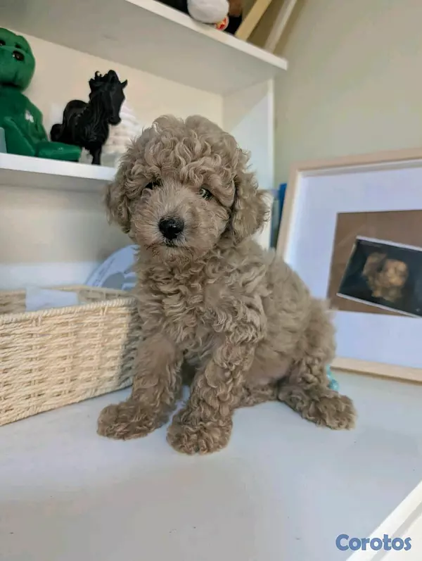 animales y mascotas - hermosos cachorritos de poodle toy  3