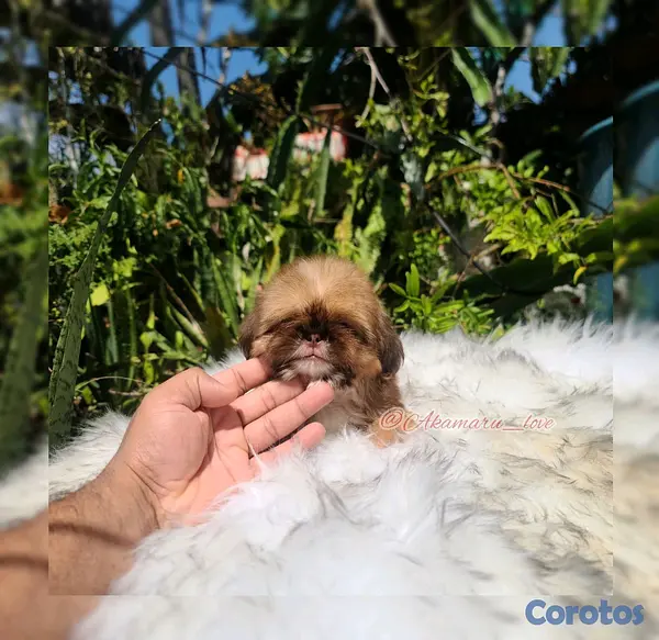 animales y mascotas - Shih tzu ( liver ) 2