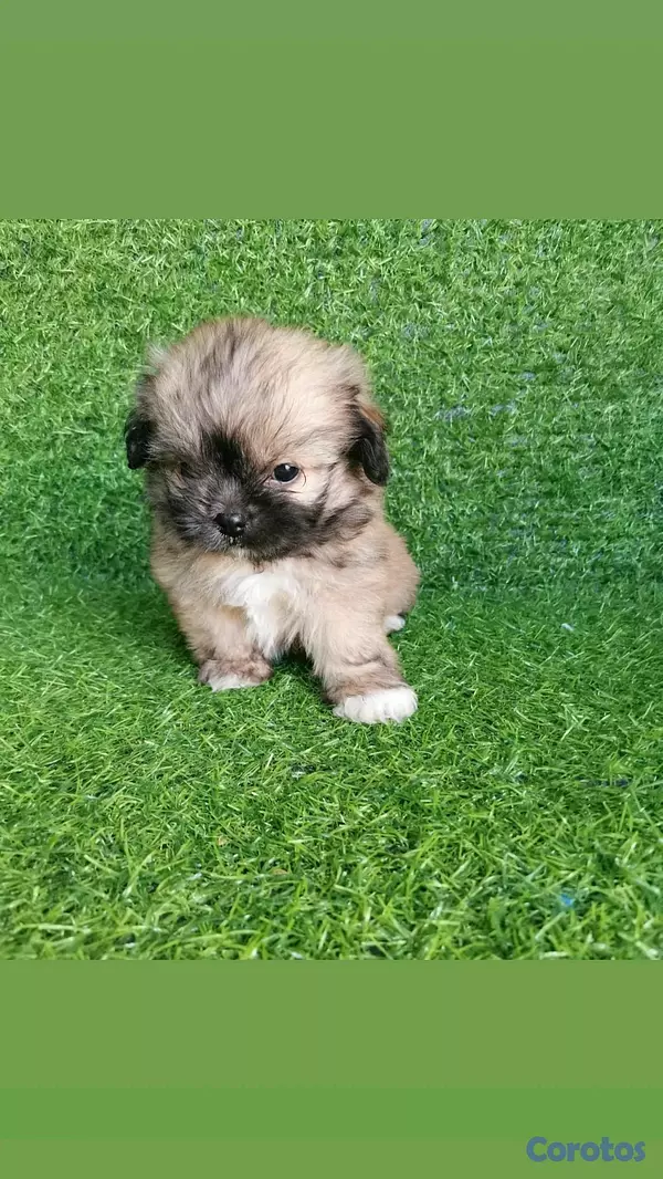 animales y mascotas - hermosos cachorritos shipoo toy 5