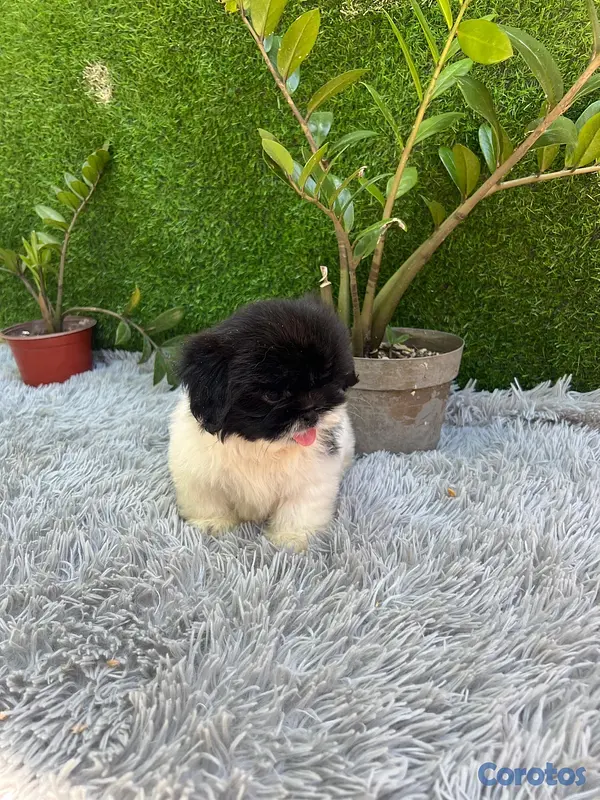 animales y mascotas - shitzu Disponible macho 2