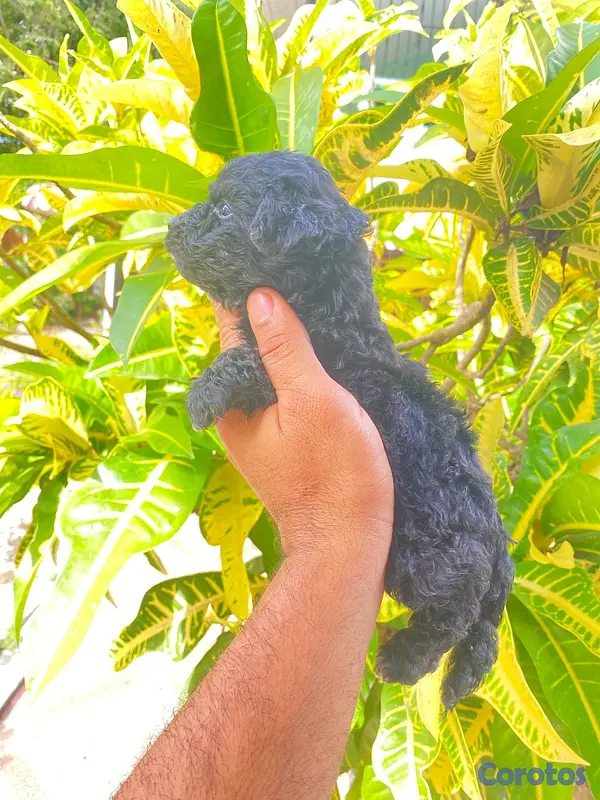 animales y mascotas - Poodle 7