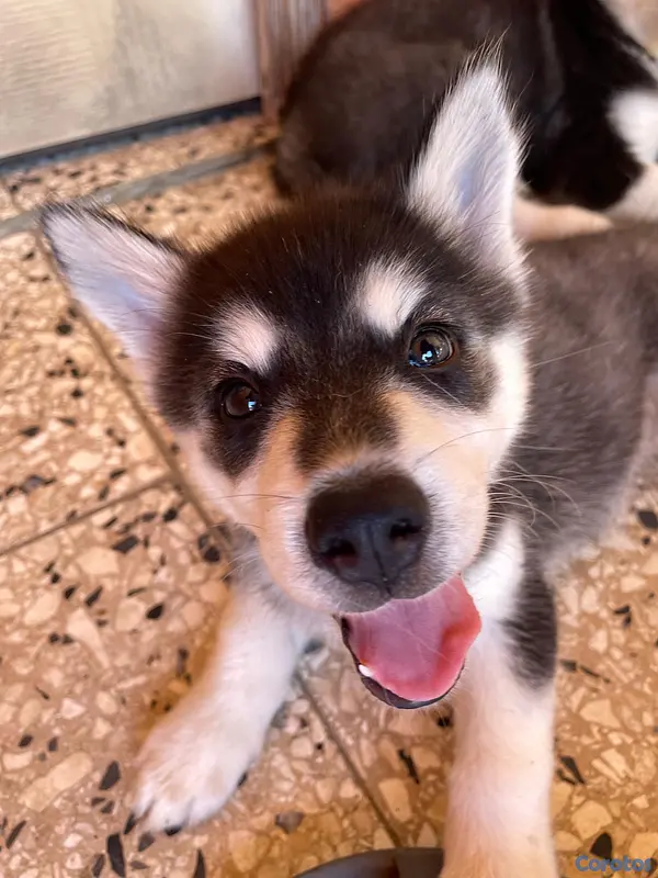 animales y mascotas - Husky Siberiano 11