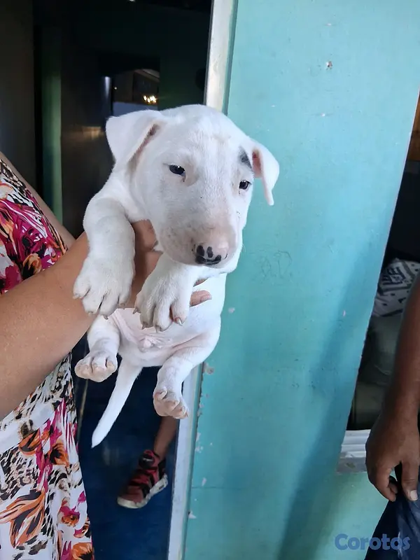 animales y mascotas - cachorros bull terrier inglés  2