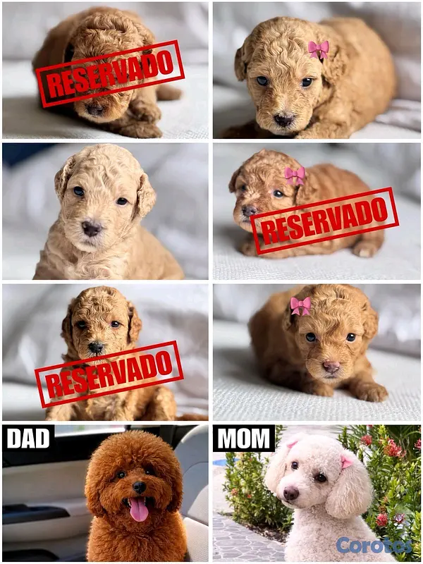 animales y mascotas - hermosos cachorritos poodle toy 3